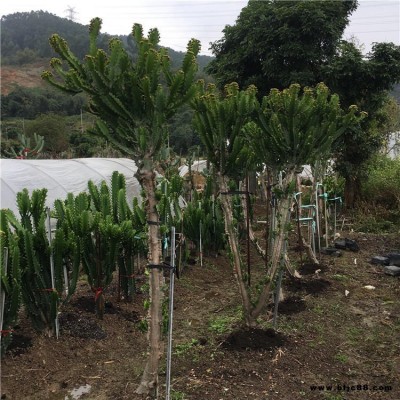 巴西龙骨 大戟科仙人柱 室内观赏绿植盆栽 多肉植物 群生龙骨 五色万代 原始种 仁王冠 银虎 沙漠凤梨 彩叶凤梨