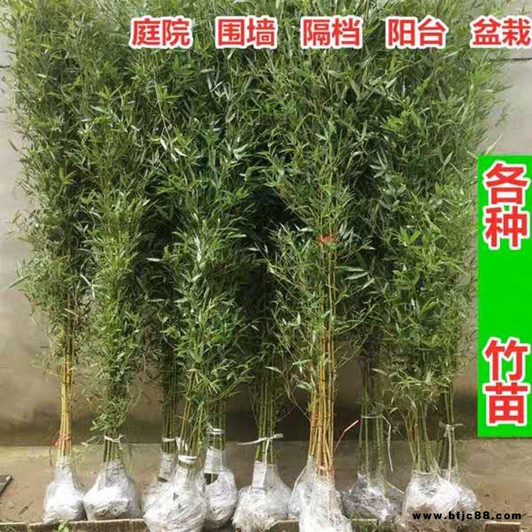 仿真竹子屏风富贵毛竹隔断装饰平头竹隔断加密过胶叶户外布景毛竹