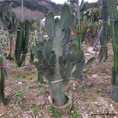 鱼鳞仙人掌 仙人掌多浆多肉植物 园林景观装饰 猿恋苇 仙人棒 白云阁  孤独女王 花火 红刺龙神木 群生红龙骨