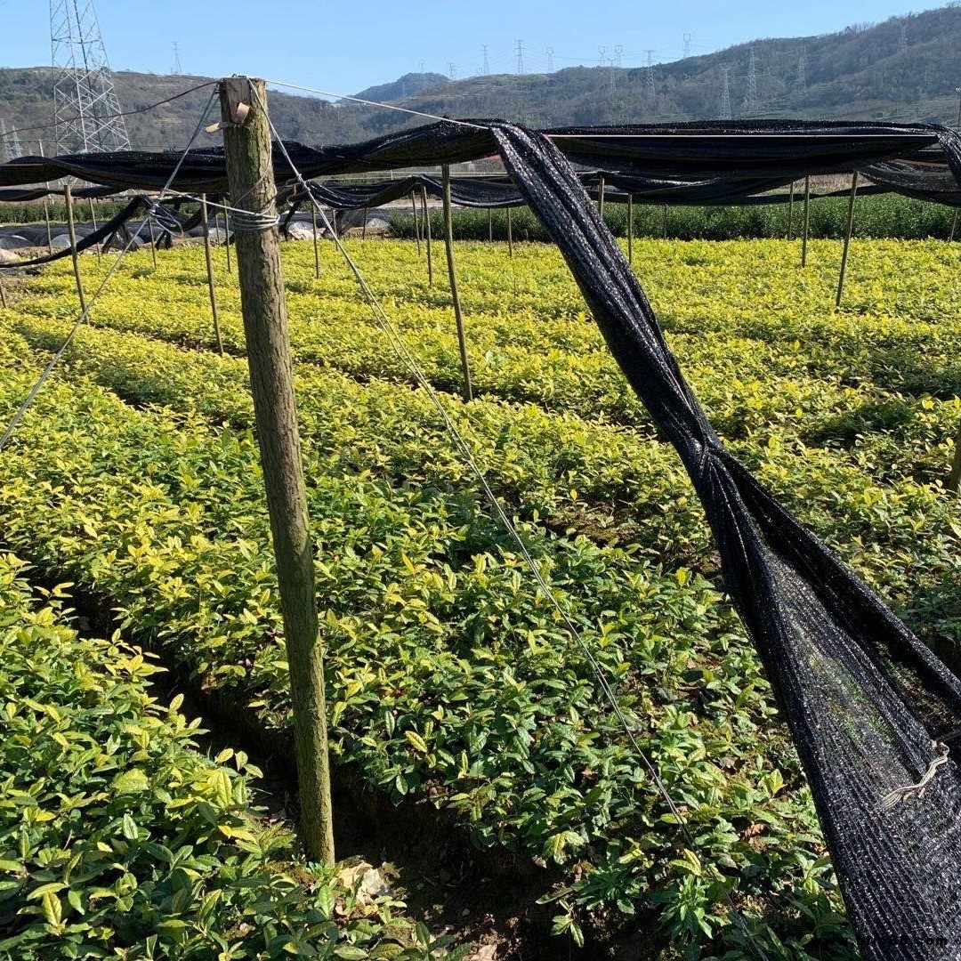 早茶乌牛早茶苗 高产量浙江茶苗 一年生冬插苗 无性系繁育