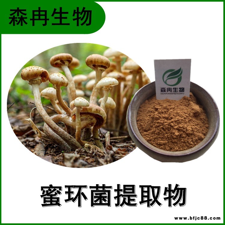 蜜环菌提取物 榛蘑提取物 蜜环菌多糖 多种规格 森冉生物