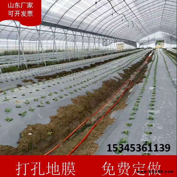 傲隆地膜 银黑打孔地膜 全新料PE 除虫反光上色  草莓专用膜 非洲菊专用膜 辣椒专用膜