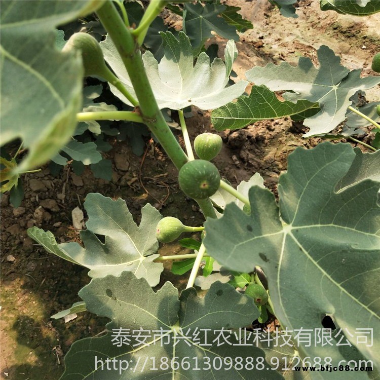 布兰瑞克无花果苗价格、布兰瑞克无花果苗基地、布兰瑞克无花果苗出售