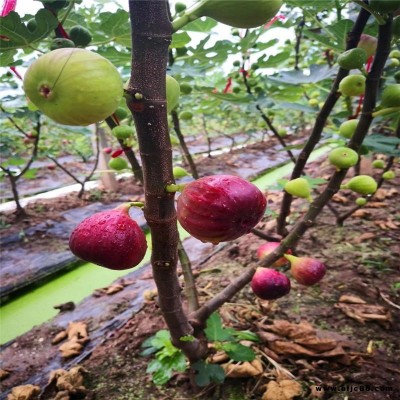 山东华辰园艺场无花果树苗种植基地 布兰瑞克无花果树苗木 1公分布兰瑞克无花果树苗