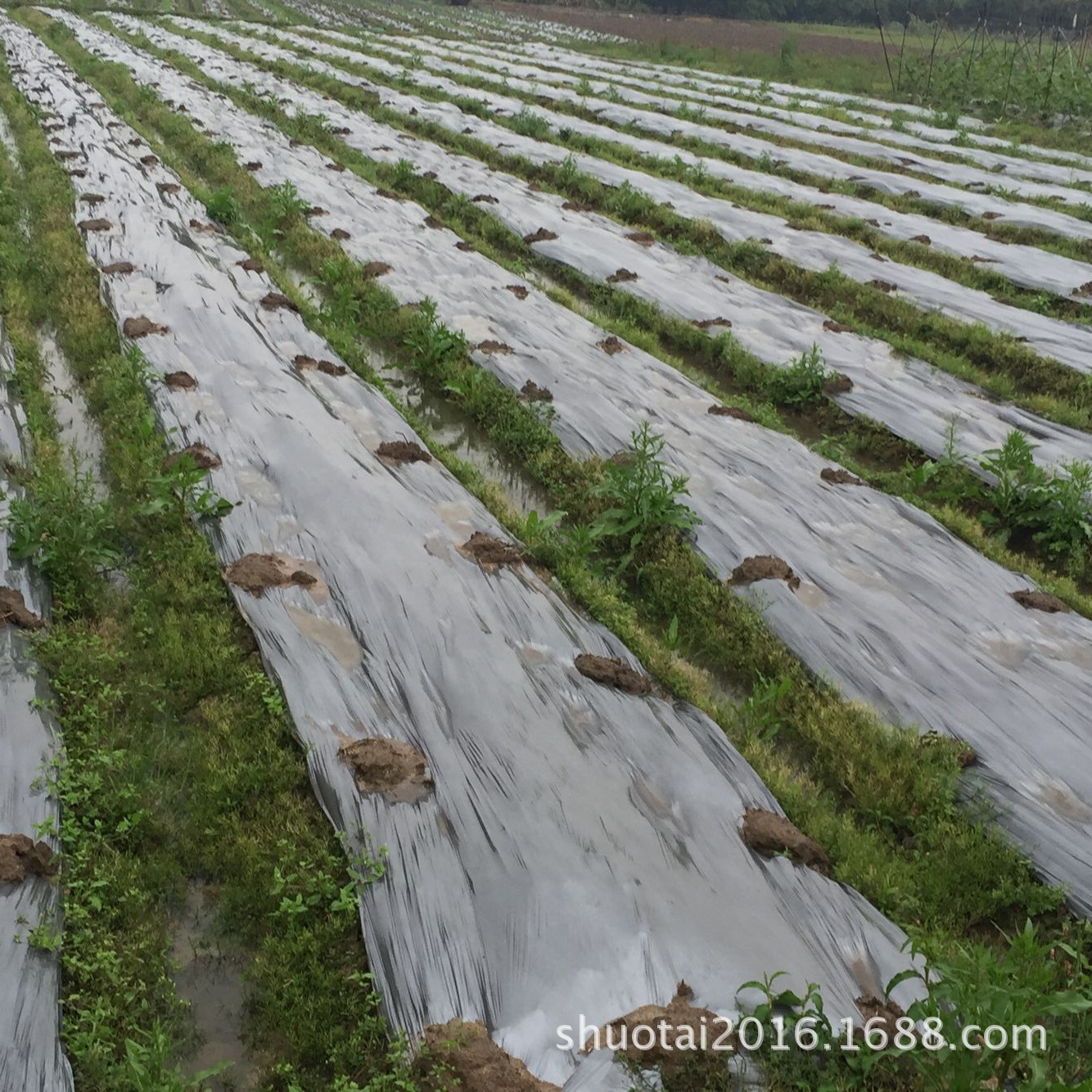 聚乙烯膜厂家直销桥梁保湿膜公路养护膜混凝土保湿薄膜批发示例图1