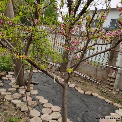 园艺地布 荔枝农业种植果园防草地布规格 宇润pp防草地布价格