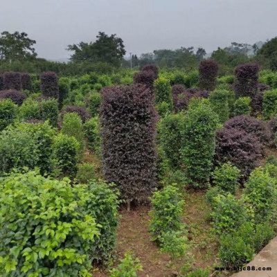 80-150公分毛叶丁香柱 常年基地批量销售 小叶女贞柱长期供应  湘林苗圃