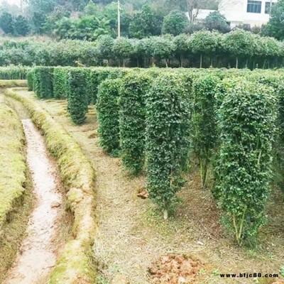 精品女贞柱形树苗 供应高度小叶女贞柱  小叶女贞柱价格 湘林苗圃