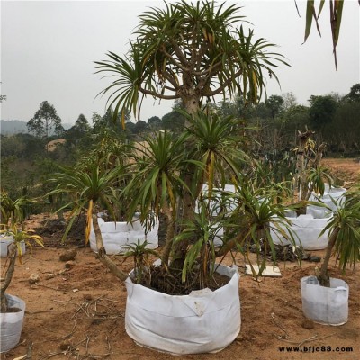 海南龙血树老桩 龙铁树 大型植物景观盆栽 绿植花卉 沙漠景观设计 松风猿恋苇植物 裸花柱 群生仙人柱大智冠 多闻柱