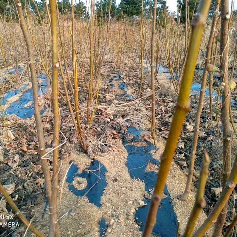 1公分布兰瑞克无花果苗 布兰瑞克无花果树苗考察基地