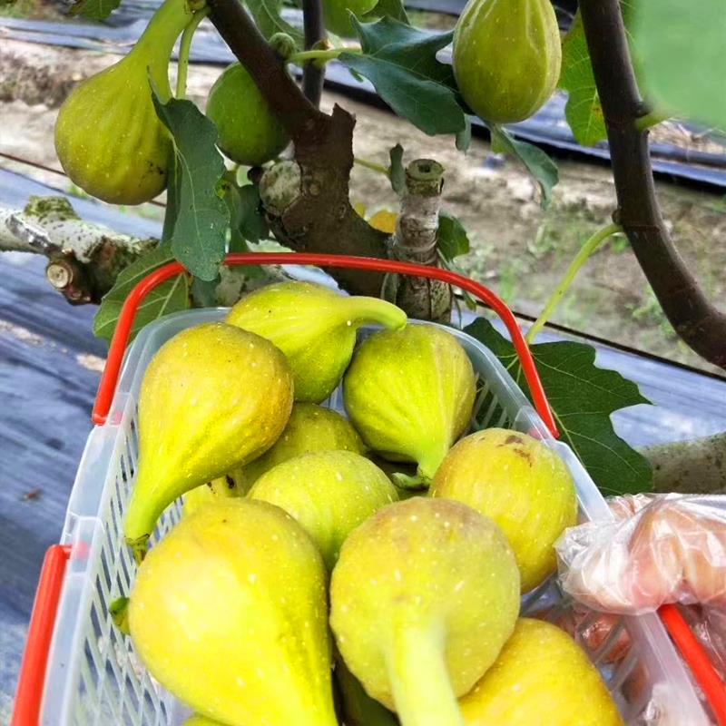 农户直销布兰瑞克无花果苗 布兰瑞克无花果树苗育苗基地