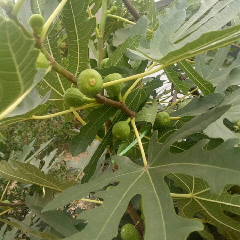 基地直销布兰瑞克无花果苗 布兰瑞克无花果树苗果实成熟期