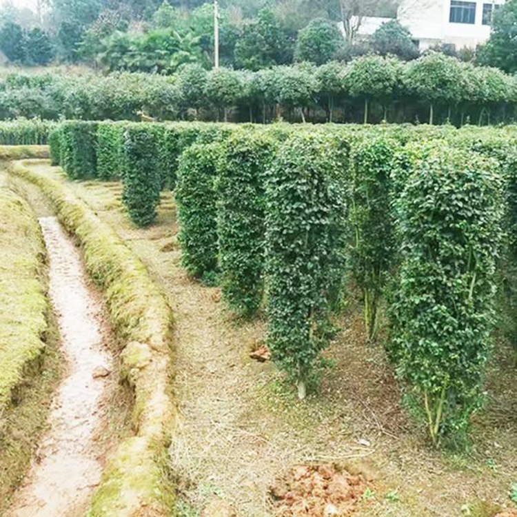 基地小叶女贞柱直销   小叶女贞柱 价格优惠 小叶女贞柱价格 湘林苗圃