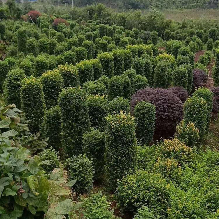 80-150公分毛叶丁香柱 常年基地批量销售 小叶女贞柱长期供应  湘林苗圃